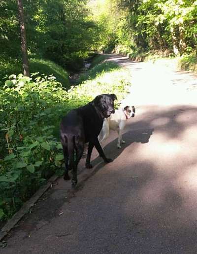 Mischlingshunde Foto Aufruf-Beitrag-Bild