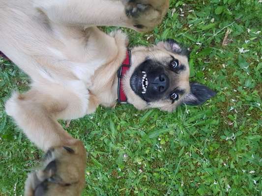 Die Dogorama Wochen Challenge-Beitrag-Bild