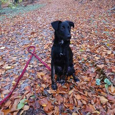 Hundetreffen-Lotte (5Monate) sucht Hundefreunde-Bild