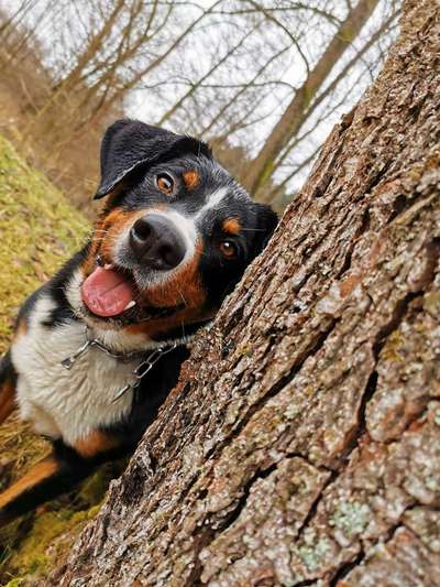 Dogorama Photo Challenge - Hundeblick zum hinschmelzen-Beitrag-Bild