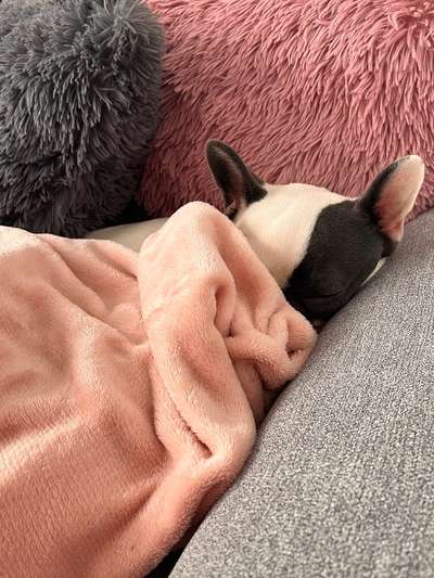 Französische Bulldoggen-Beitrag-Bild