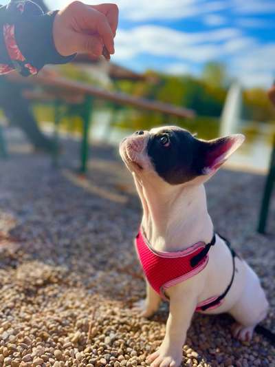 Französische Bulldoggen-Beitrag-Bild