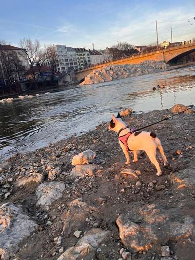 Französische Bulldoggen-Beitrag-Bild
