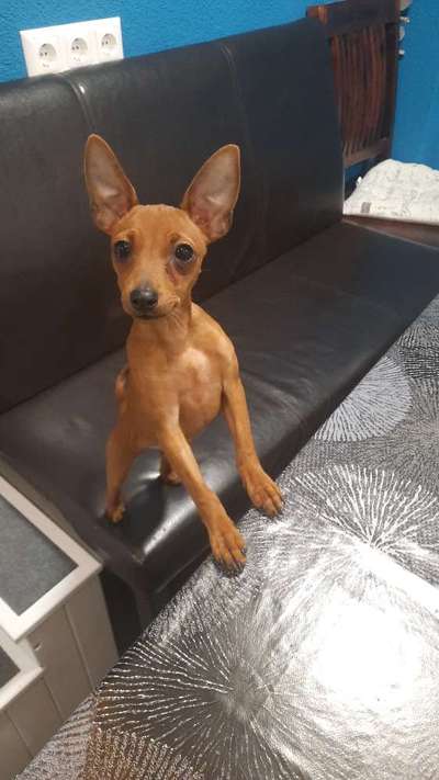 Wo sind die Zwergpinscher?-Beitrag-Bild