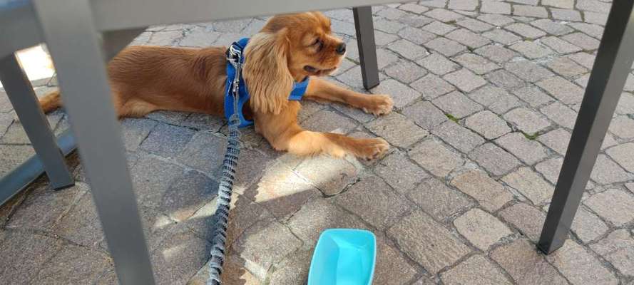 Cavalier King Charles Spaniel?-Beitrag-Bild