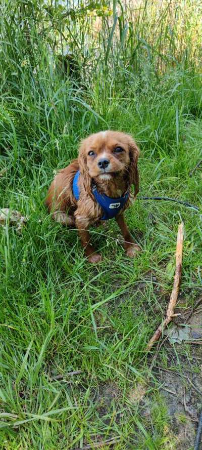 Cavalier King Charles Spaniel?-Beitrag-Bild