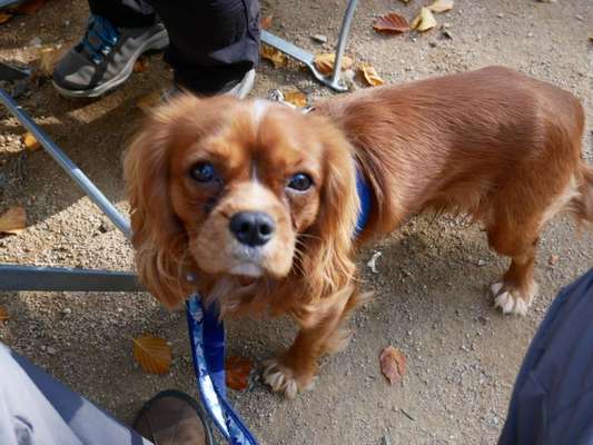 Cavaliere-Beitrag-Bild