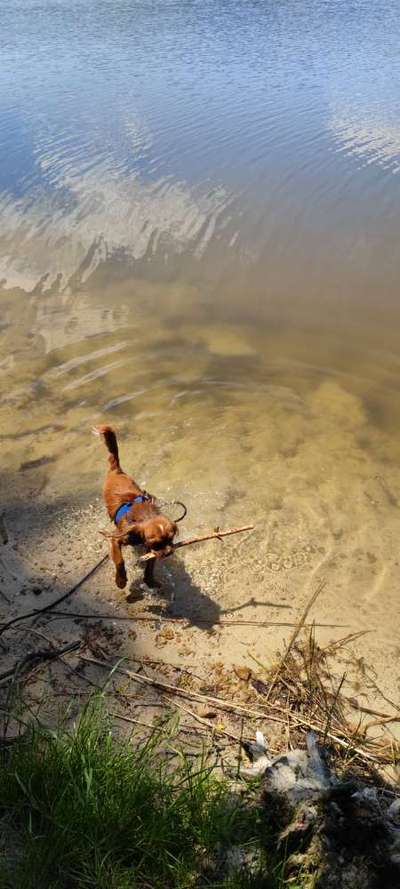 Cavalier King Charles Spaniel?-Beitrag-Bild