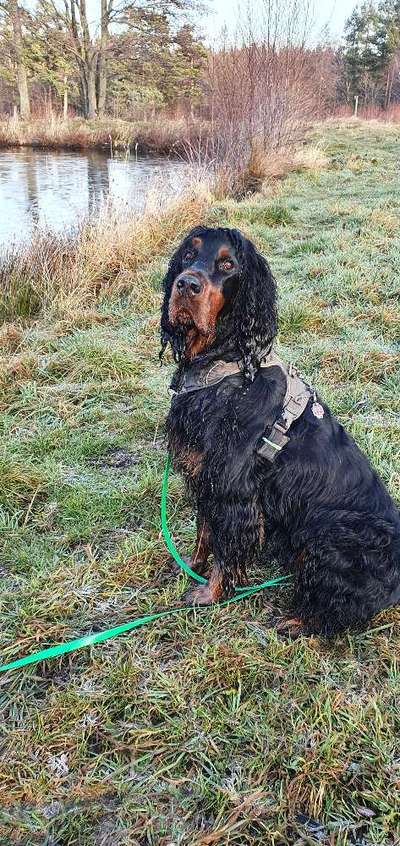 Gordon Setter-Beitrag-Bild