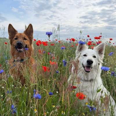 Hundetreffen-Ich suche Leute mit denen ich gestellte Alltagssituationen trainieren kann.