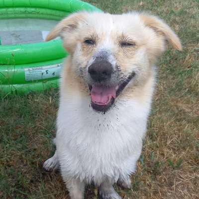 Hundetreffen-Gassitreffen für kleine Hunde-Profilbild