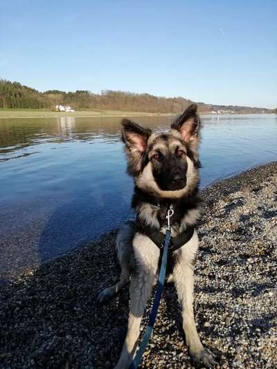 Schäferhund-Beitrag-Bild