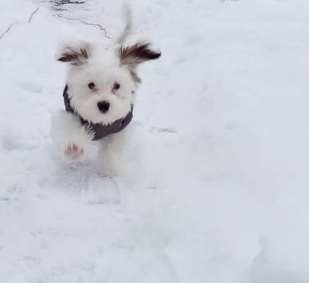 Havaneser dabei?:)-Beitrag-Bild