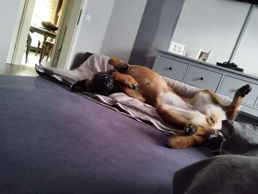 Deutsche Schäferhunde, Belgische Schäferhunde.-Beitrag-Bild