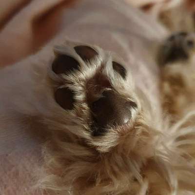 Hundetreffen-Spielgefährte für Welpe-Bild