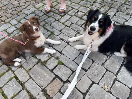 Hundetreffen-Gassi & Trainingsspazierganh-Bild