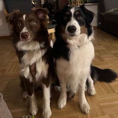 Hundetreffen-Social Walk Partner-Bild