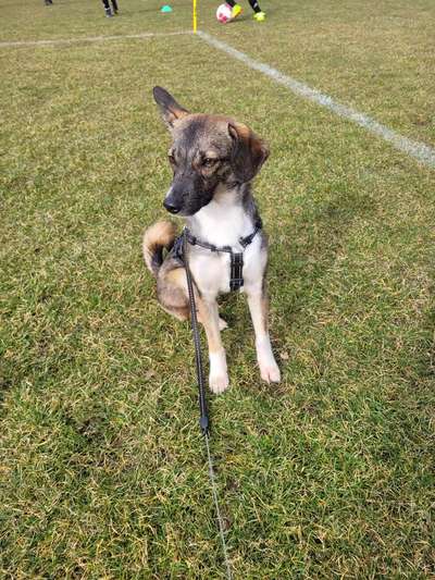 Hundetreffen-Gemeinsames Spazieren gehen und gegenseitiges Dogsitting-Bild