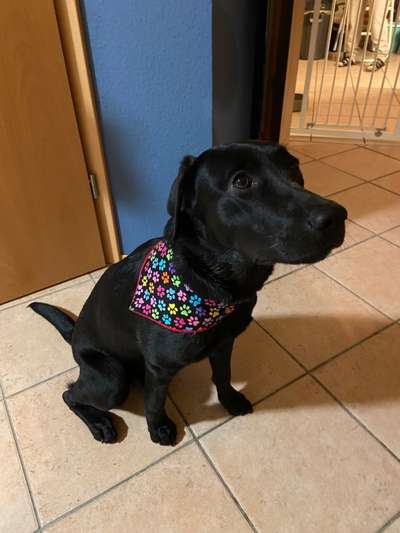 Wie heißt dein Hund?-Beitrag-Bild