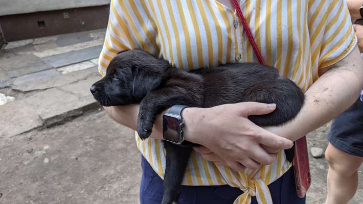 Welpen Bilder !-Beitrag-Bild