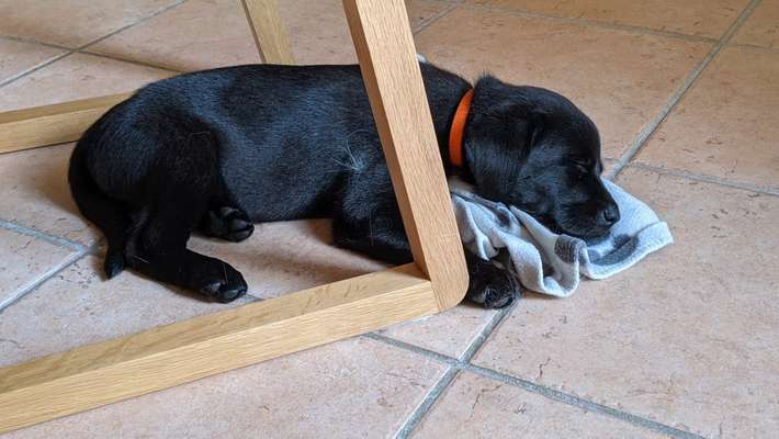 Als Welpen sind sie alle noch süßer-Beitrag-Bild