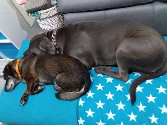 Dogorama Photo Challenge - Gegensätze-Beitrag-Bild