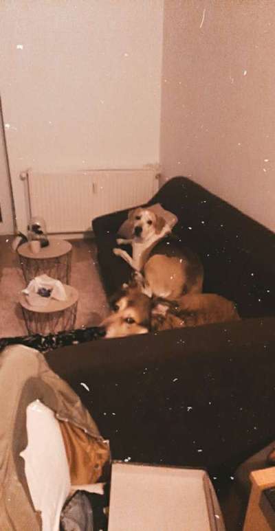 Bester Freund, Hundekumpel - zeigt her!-Beitrag-Bild