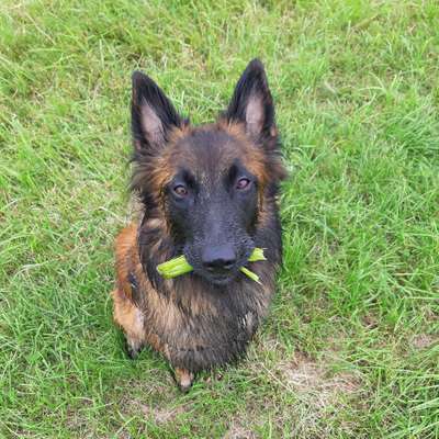 Hundetreffen-Kennenlernen Treffen , spazieren gehen-Profilbild