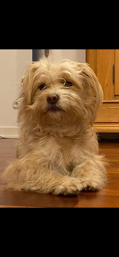 Mischlingshunde Foto Aufruf-Beitrag-Bild