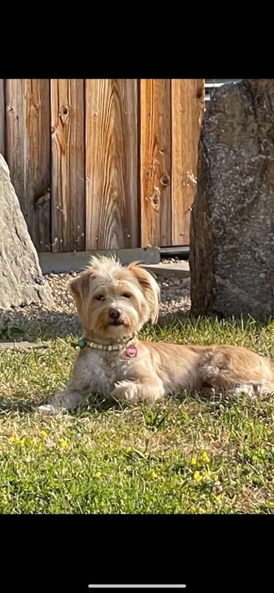 TierschutzhundeStammtisch🐕-Beitrag-Bild