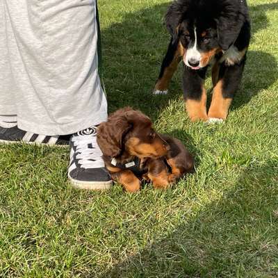 Giftköder-Welpengruppe-Bild