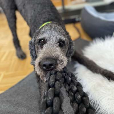 %{de_profession_title}-Junghundegruppe-Bild