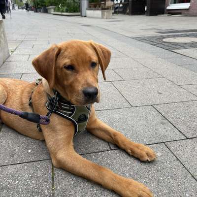 %{de_profession_title}-Social Walk und City Walk-Bild