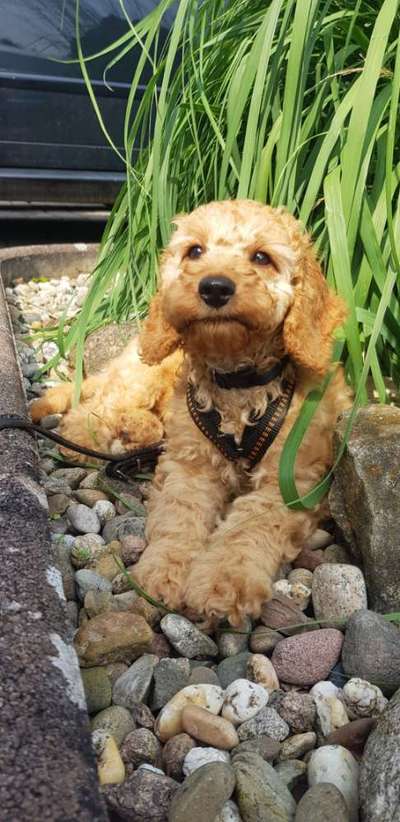 Hundetreffen-Gassi u. Spielen-Bild