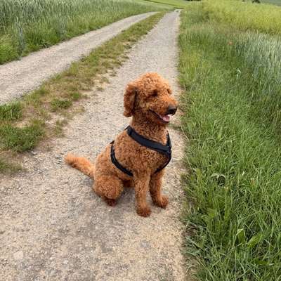 Hundetreffen-Übung für Hundebegegnungen-Bild