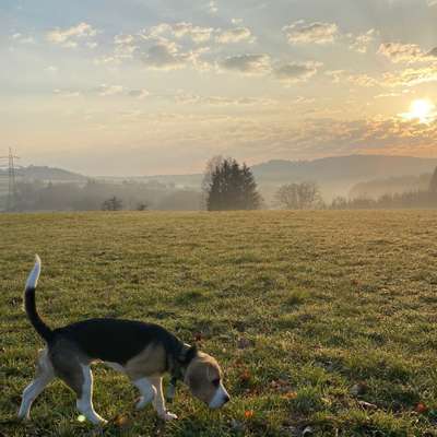 Hundetreffen-Suche Leute zum Gassigehen