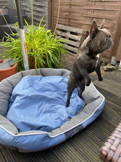 61. Handyfotochallenge - der springende Hund-Beitrag-Bild