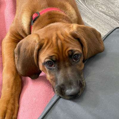 Hundetreffen-Gassirunde