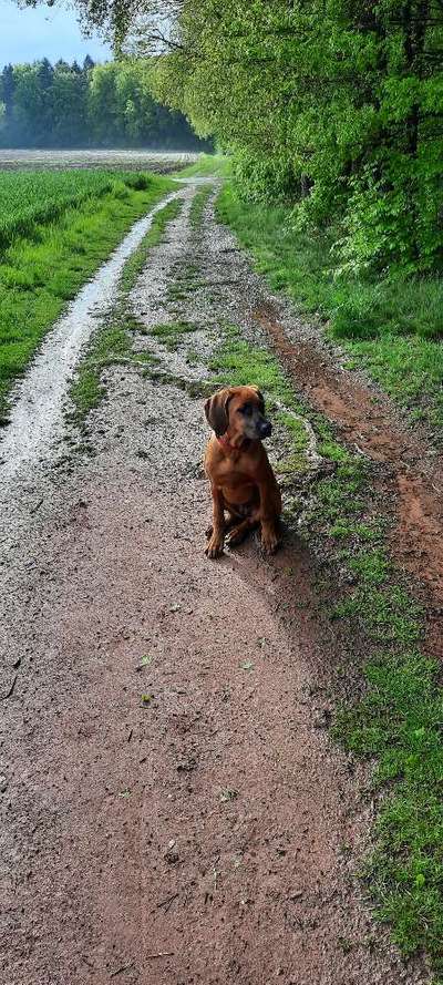 Hundetreffen-Spazieren gehen & spielen-Bild