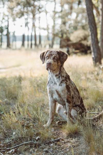 Labradorfans-Beitrag-Bild