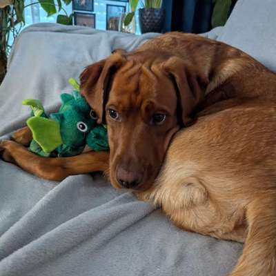 Hundetreffen-Spieldate!-Bild