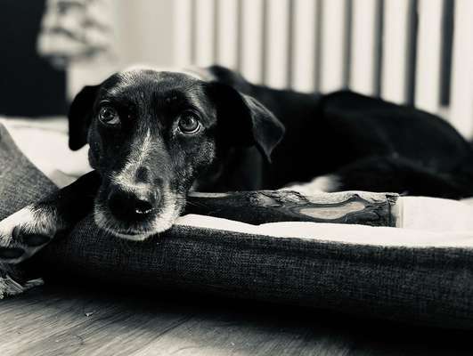 Dogorama Foto Challenge - Bestes gestelltes Bild-Beitrag-Bild