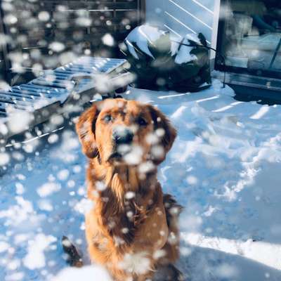 Dogorama-Monats-Challenge-Mai "Wasser"-Beitrag-Bild