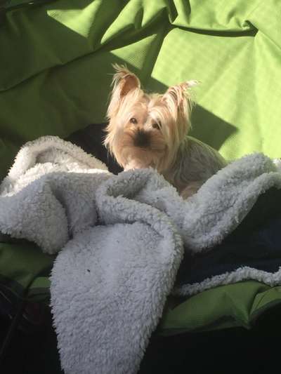 Yorkshire Terrier-Beitrag-Bild