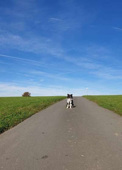 Hundetreffen-Gemeinsames Spielen und Hundebegegnungen üben-Bild