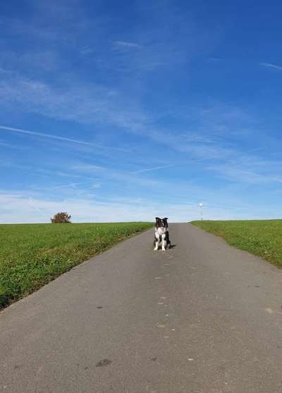 Hundetreffen-Gemeinsames Spielen und Hundebegegnungen üben-Bild