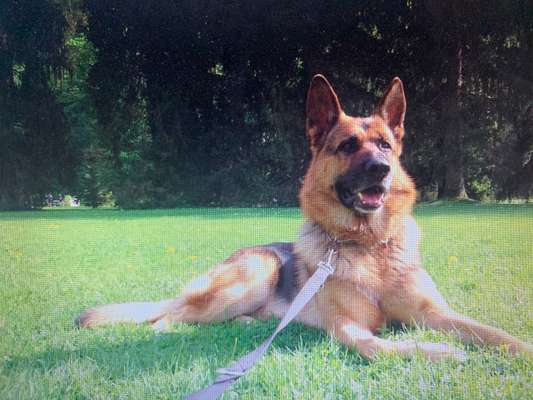 Deutsche Schäferhunde, Belgische Schäferhunde.-Beitrag-Bild