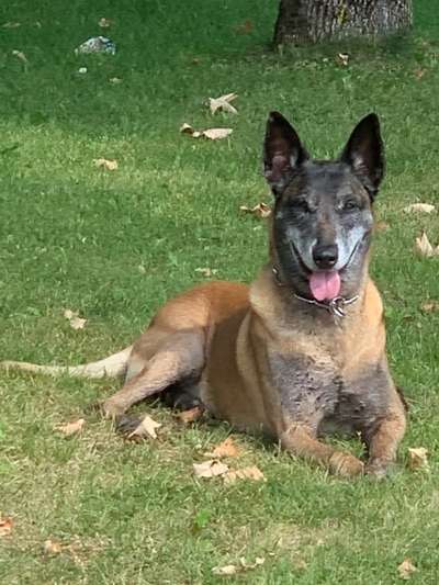 Deutsche Schäferhunde, Belgische Schäferhunde.-Beitrag-Bild