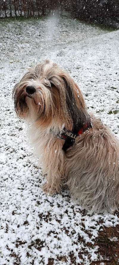 Tibet Terrier-Beitrag-Bild