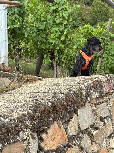 Hundetreffen-Gassi gehen mit kleinen Hunden-Bild